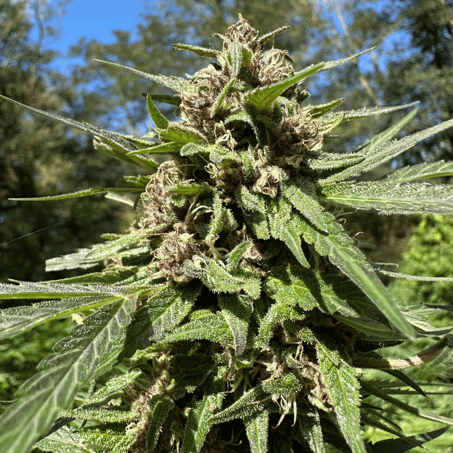 DEEP PURPLE – BIO-CBD-BLÜTE