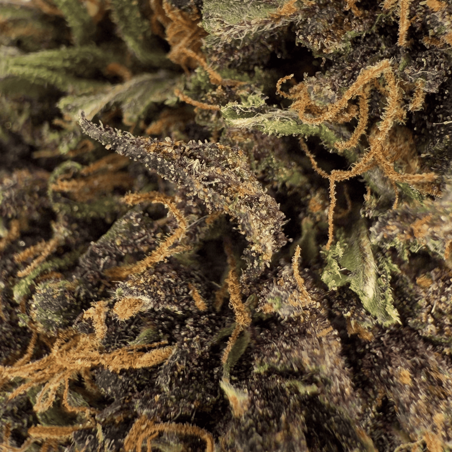 BLUE MERINGUE – BIO-CBD-BLÜTE