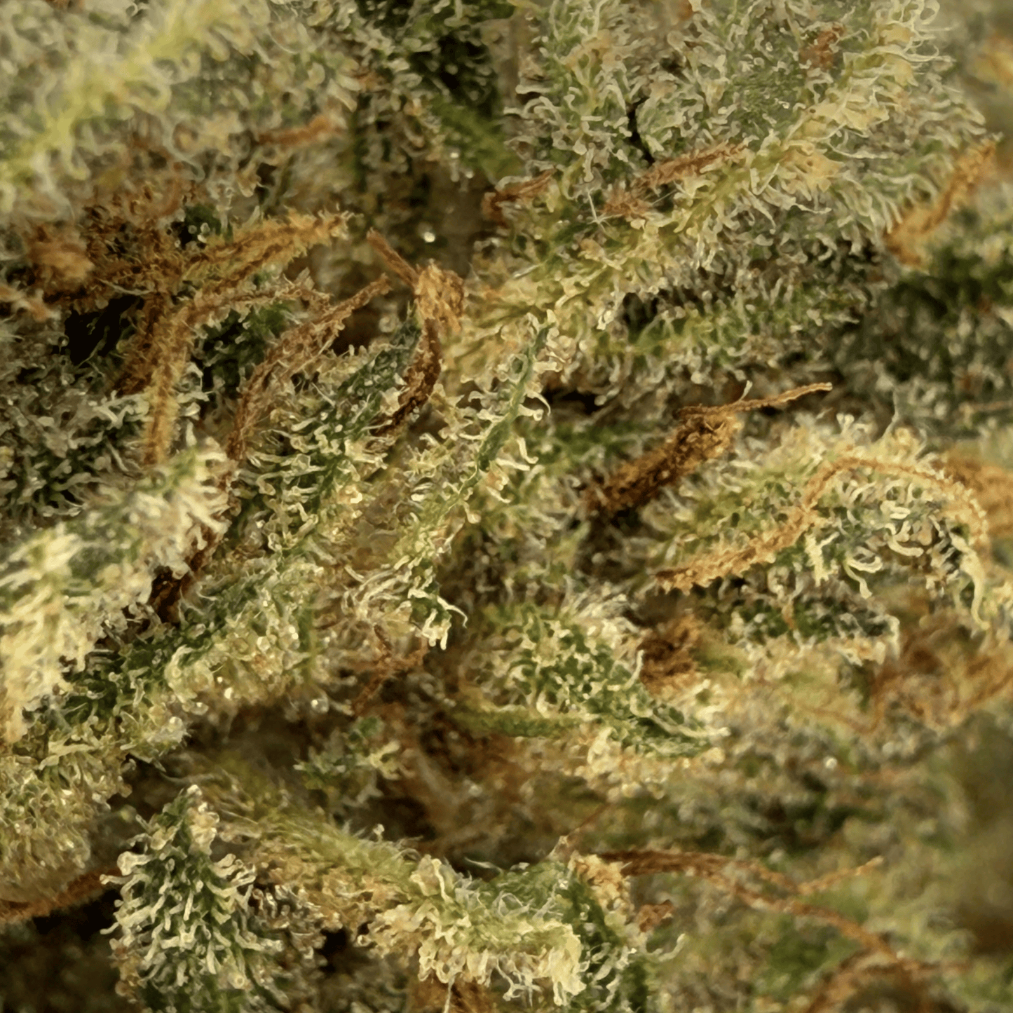 DEEP PURPLE – BIO-CBD-BLÜTE