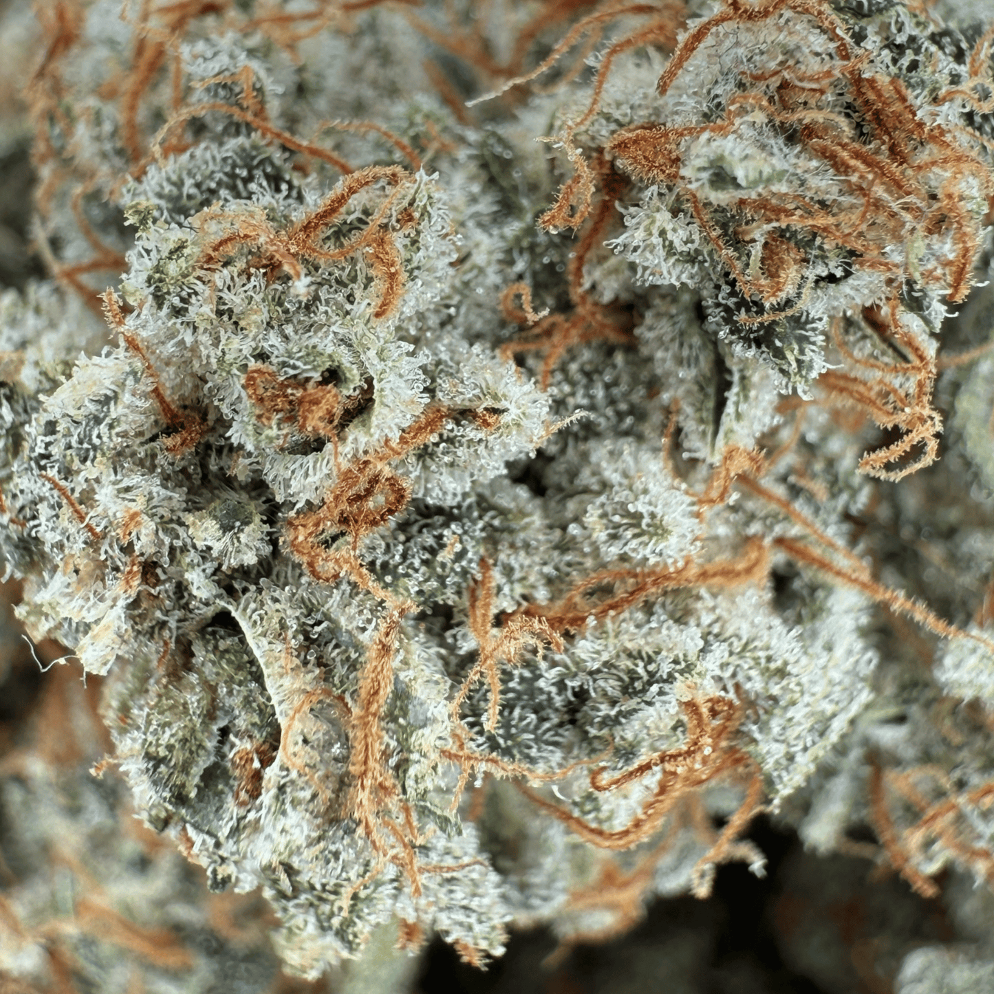 Teufelsfrucht – CBD-Blüte – Indoor