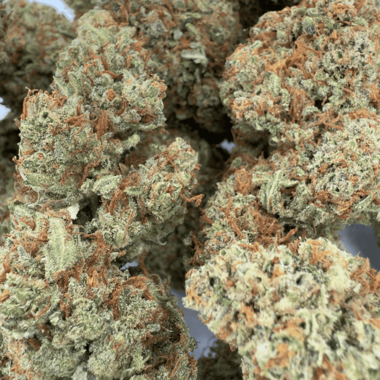 GOLDEN ORIENT – BIO-CBD-BLÜTE – LICHTABILITÄT