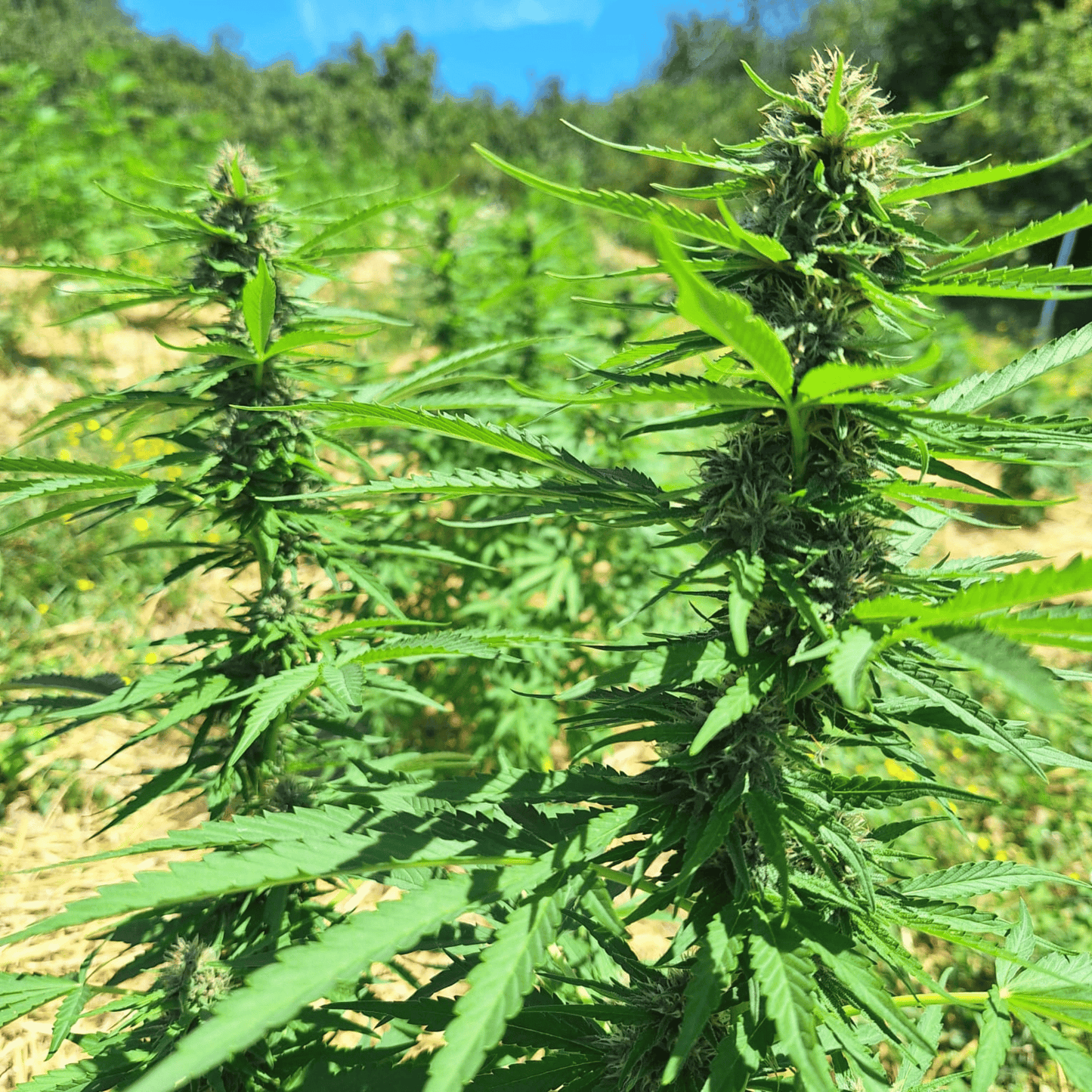 BLUE MERINGUE – BIO-CBD-BLÜTE