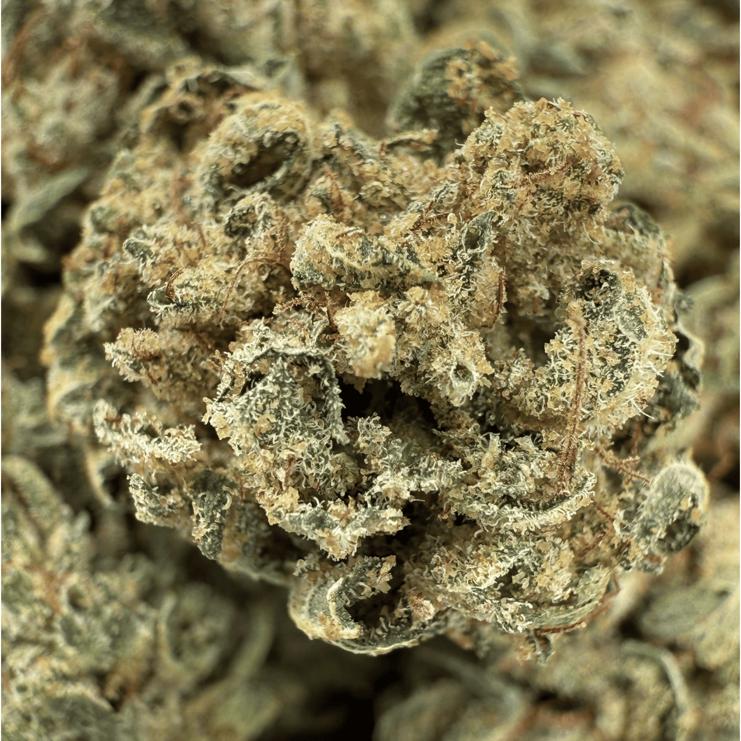 MISS B – BIO-CBD-BLÜTE