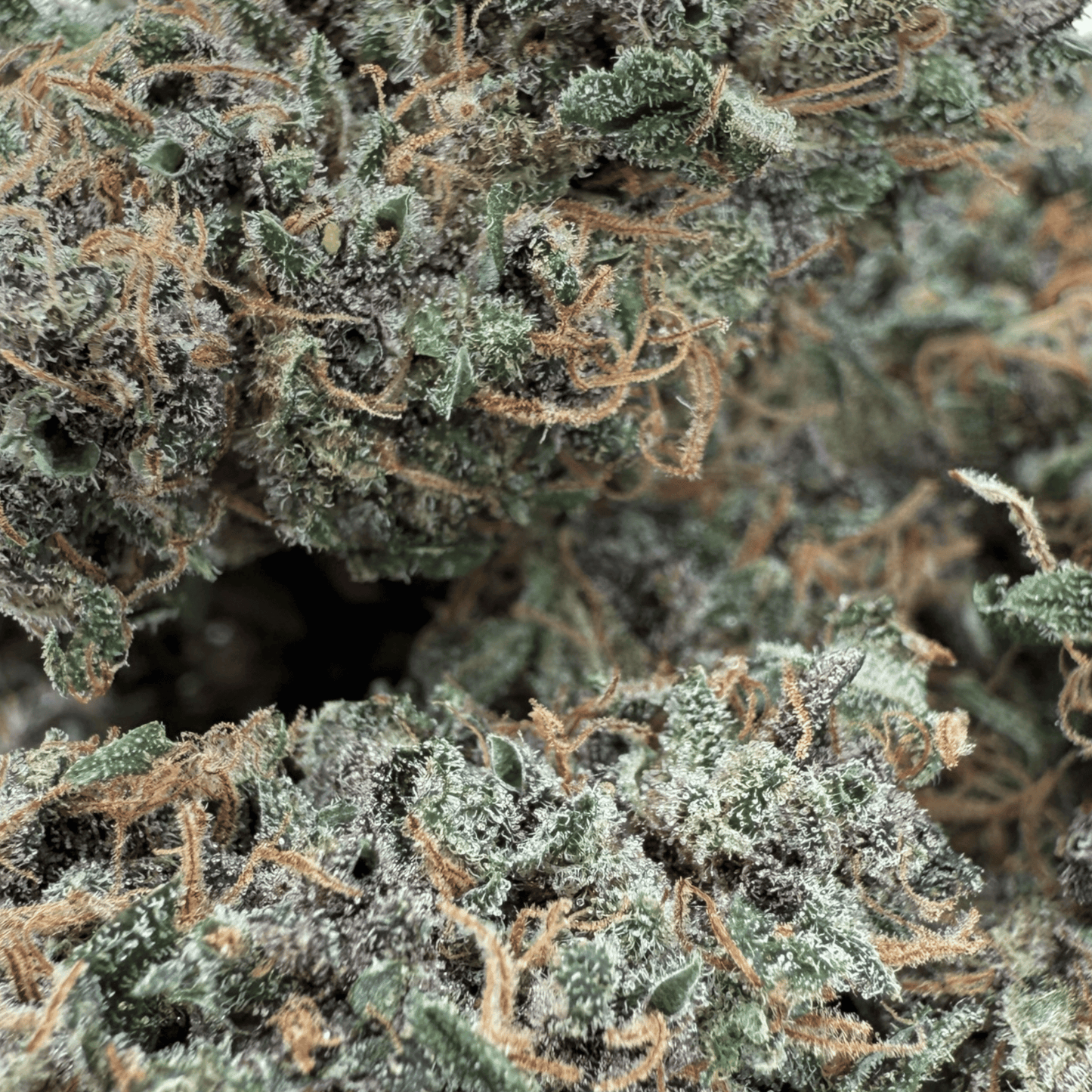 OCARINA OF GAS – CBD-BLÜTE – INDOOR