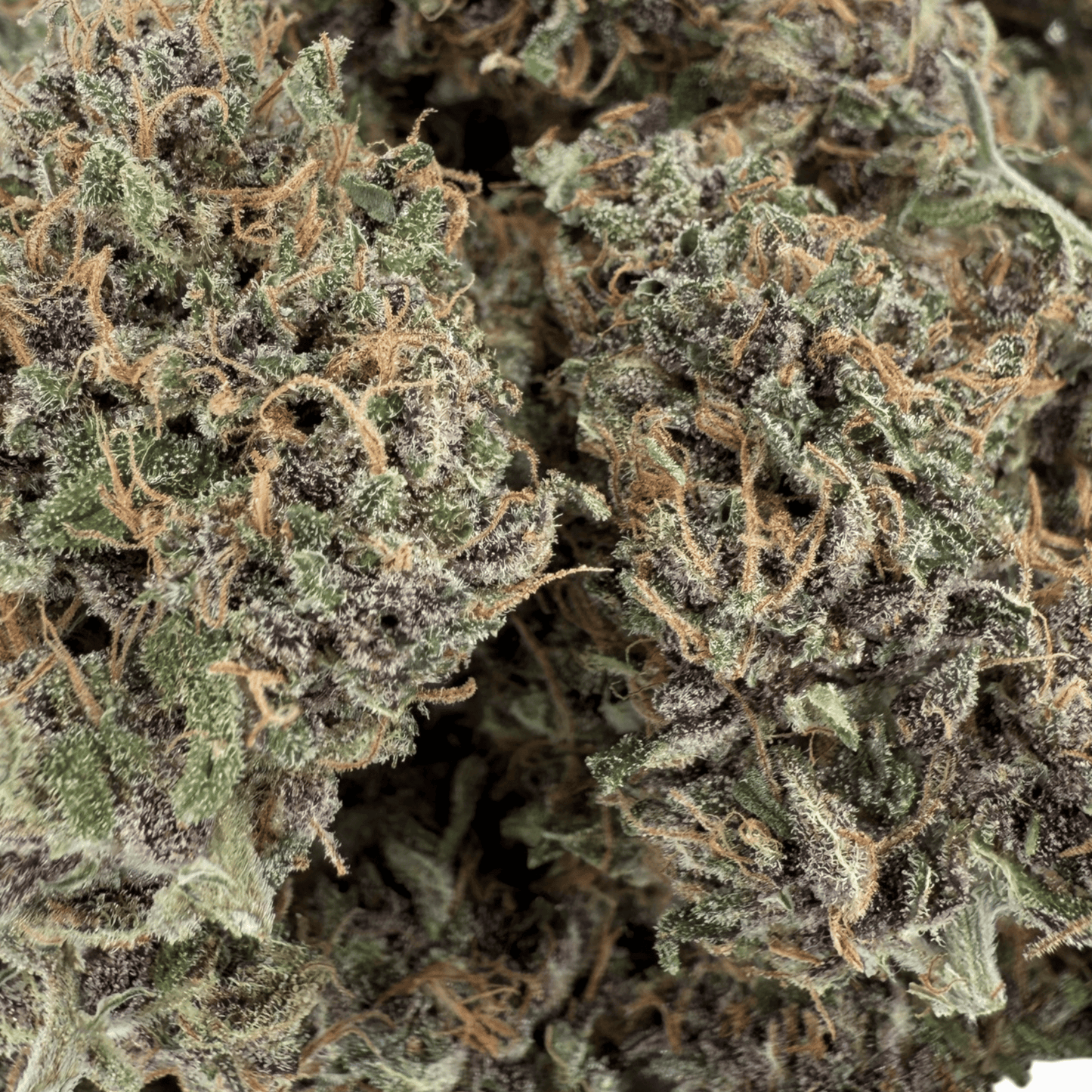 OCARINA OF GAS – CBD-BLÜTE – INDOOR