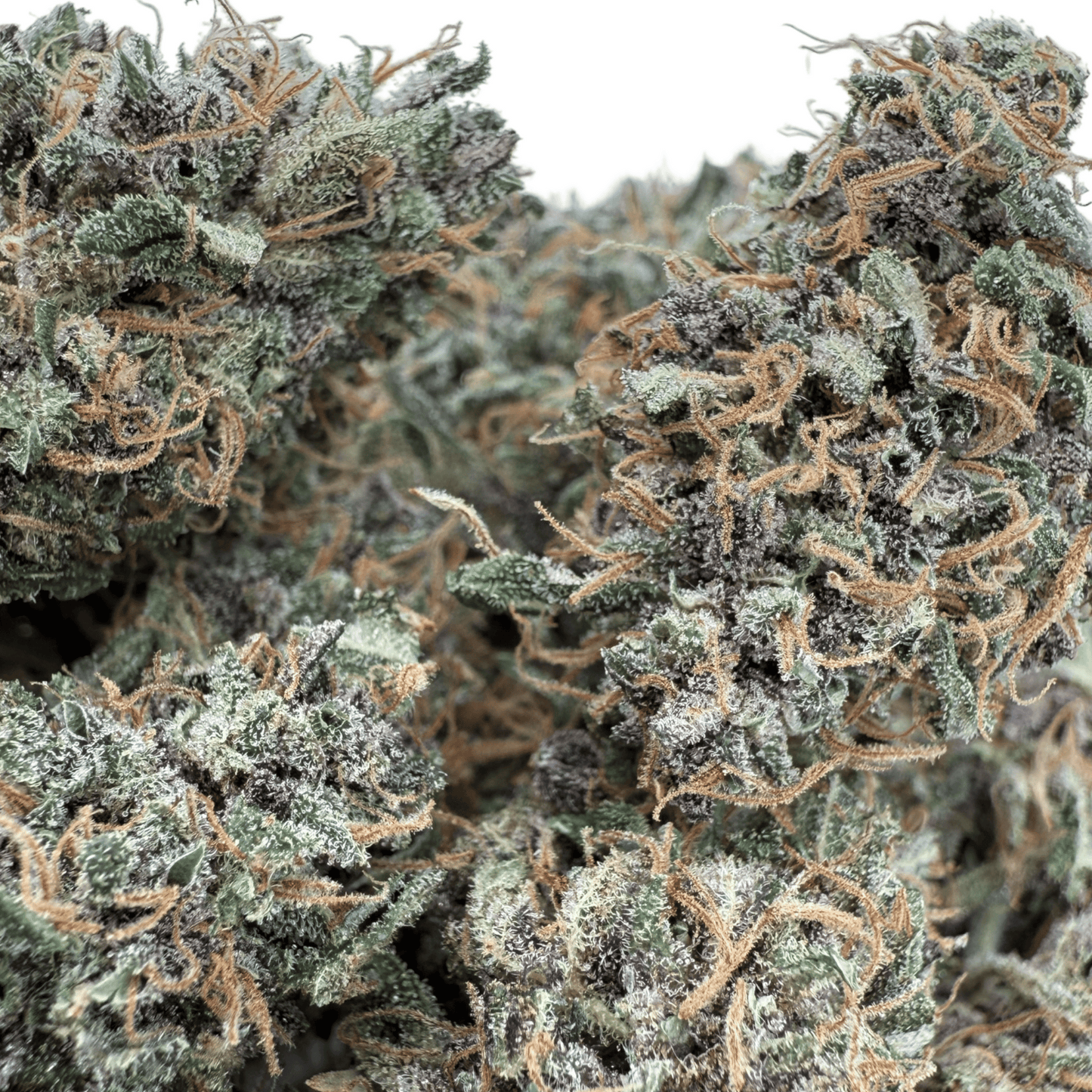 OCARINA OF GAS – CBD-BLÜTE – INDOOR