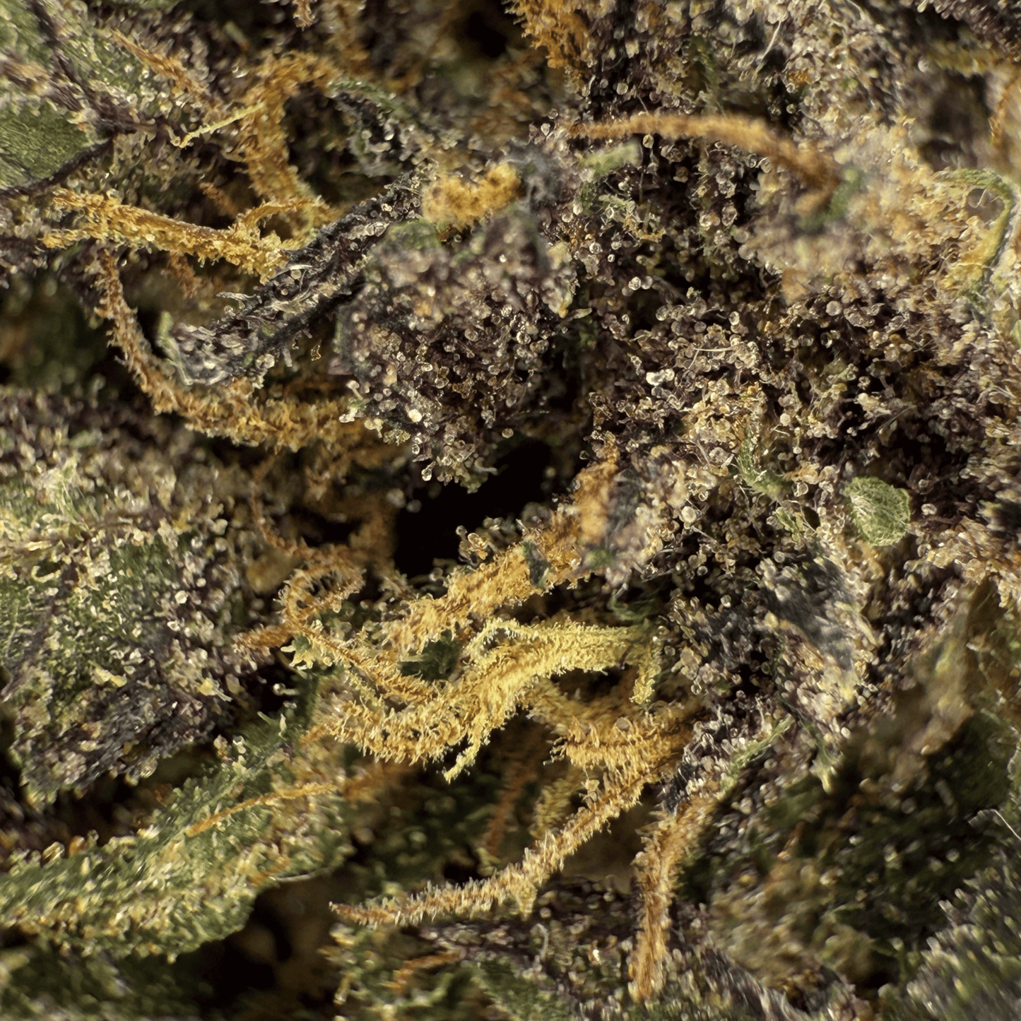 PURPLE HAZE – BIO-CBD-BLÜTE