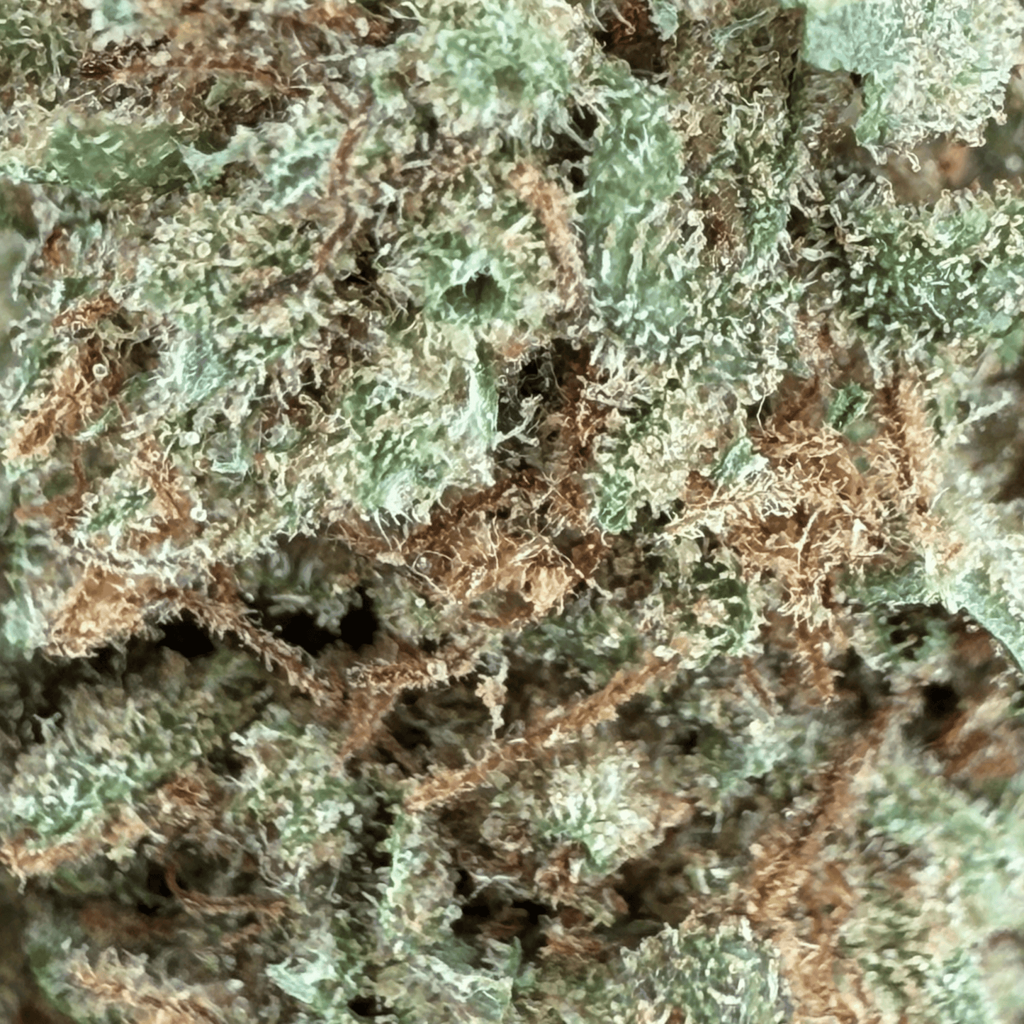 RAINBOW GAS – KLEINE BIO-CBD-BLÜTE