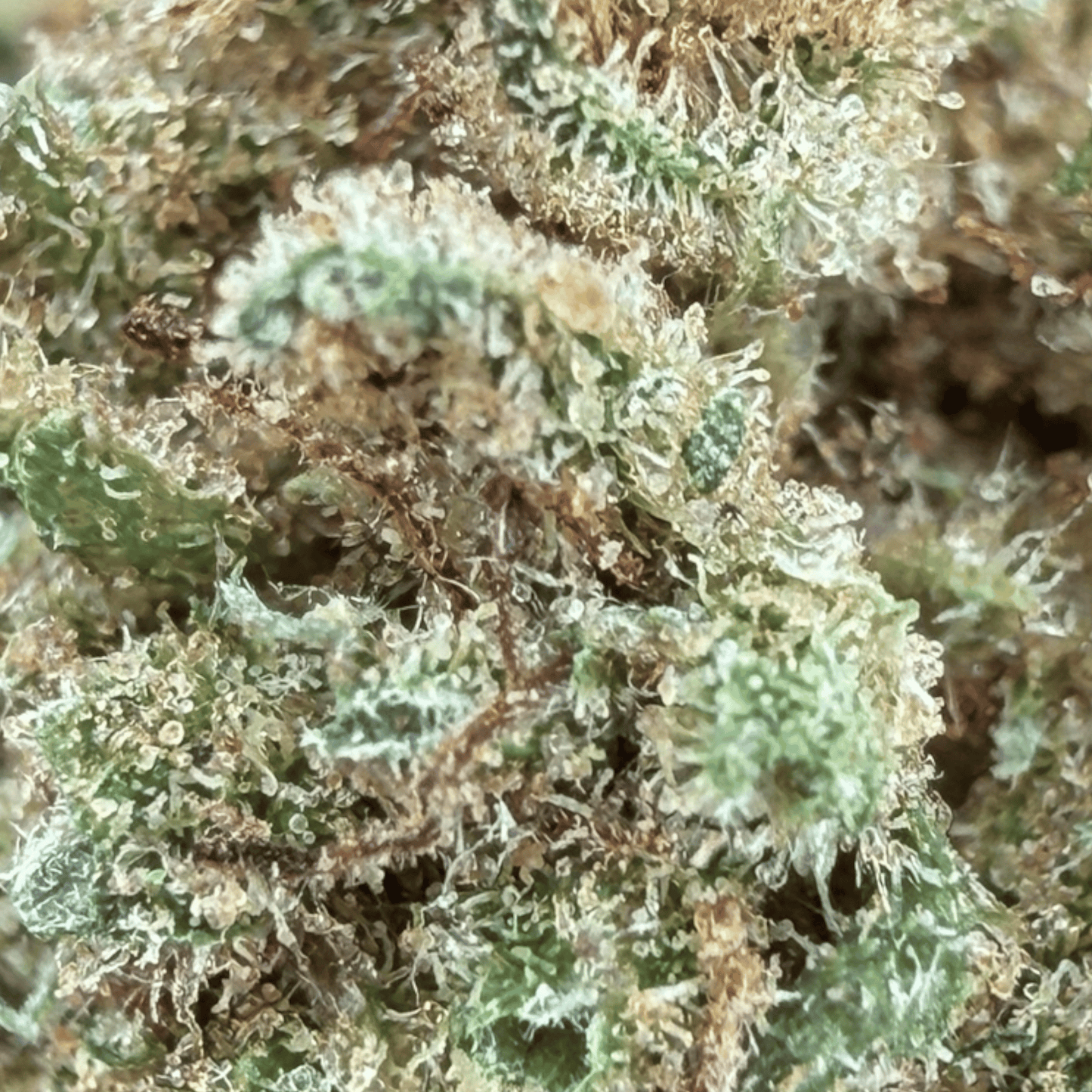 RAINBOW GAS – KLEINE BIO-CBD-BLÜTE