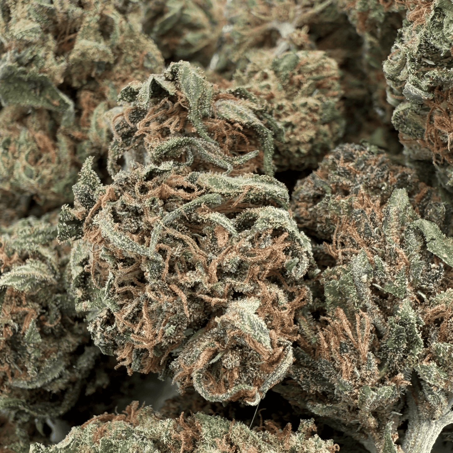 MANGO HAZE – BIO-CBD-BLÜTE