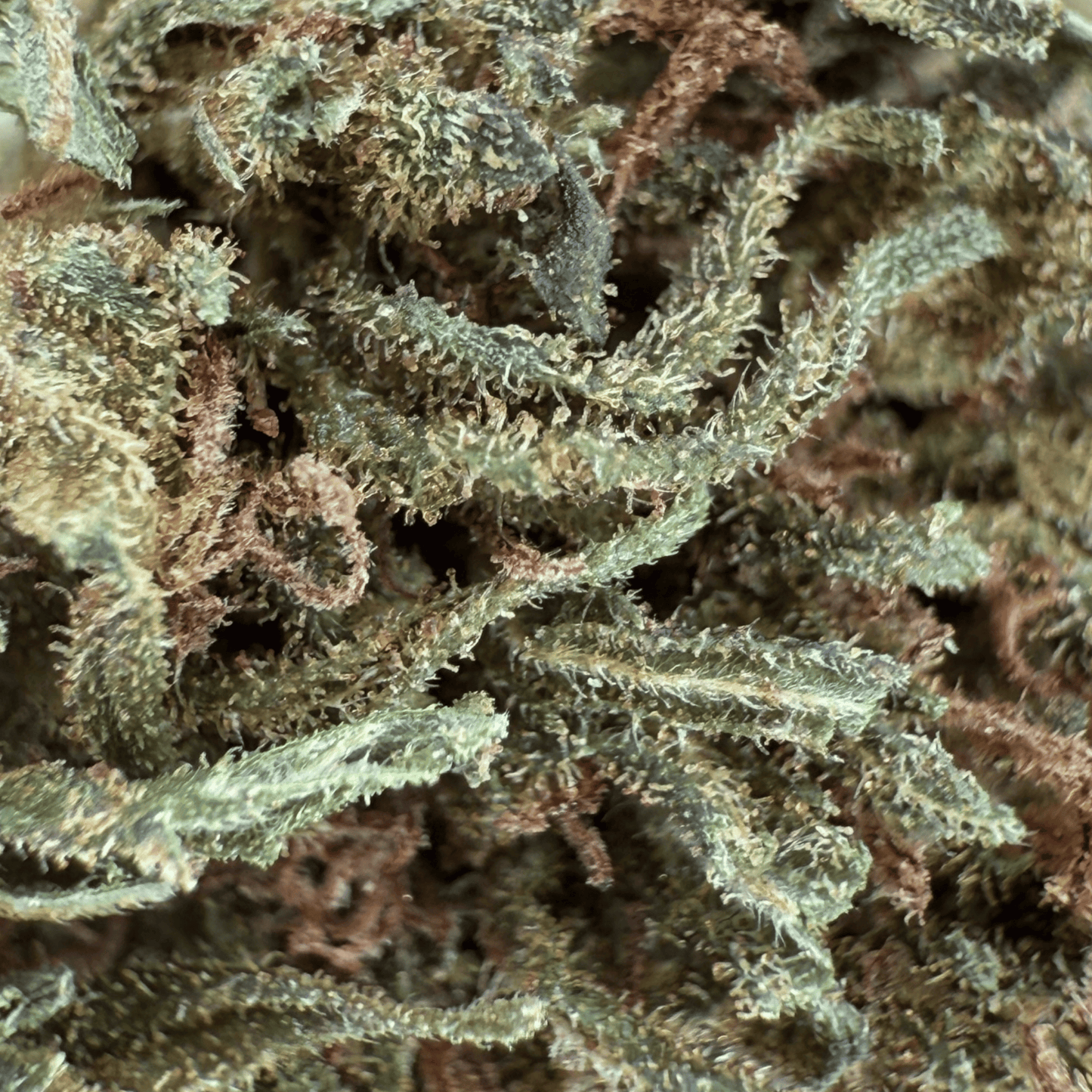 PASSION HAZE – KLEINE BIO-CBD-BLÜTE