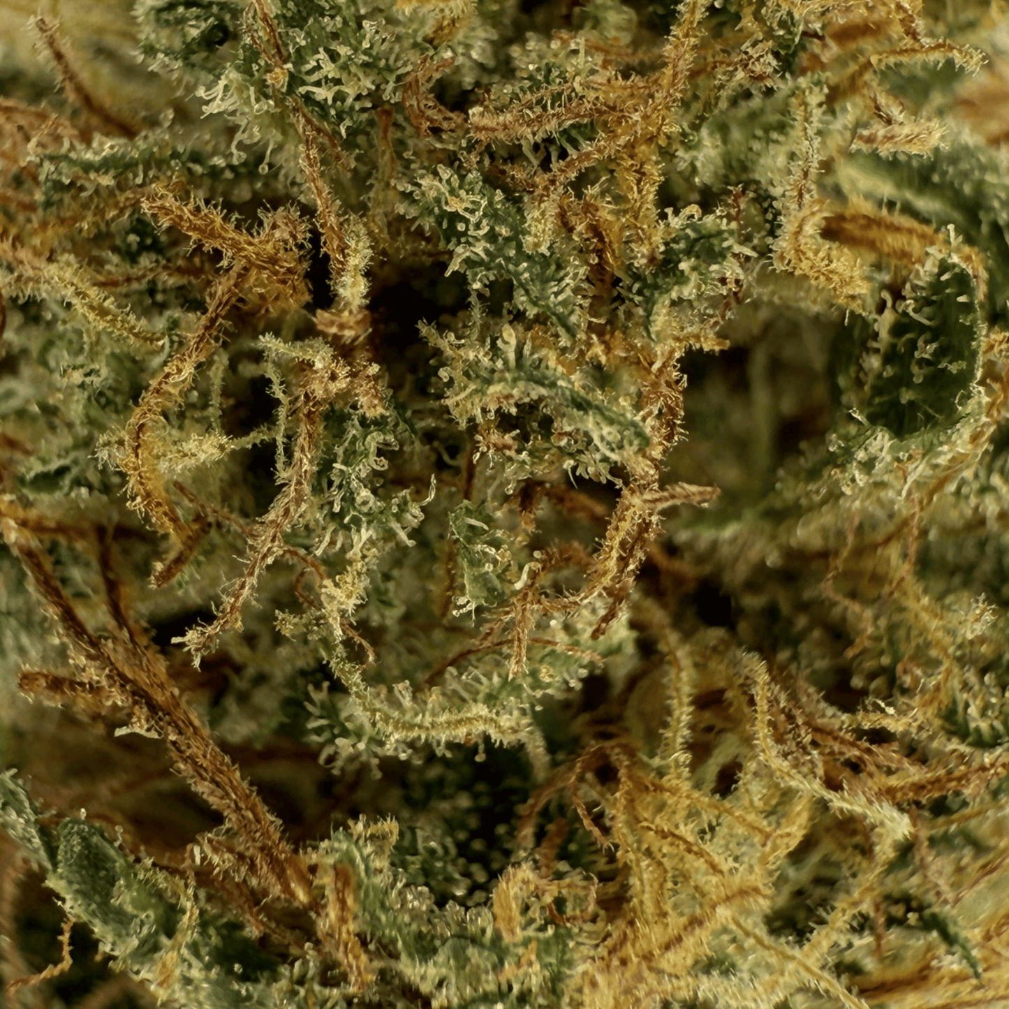 SUPER LEMON – BIO-CBD-BLUME