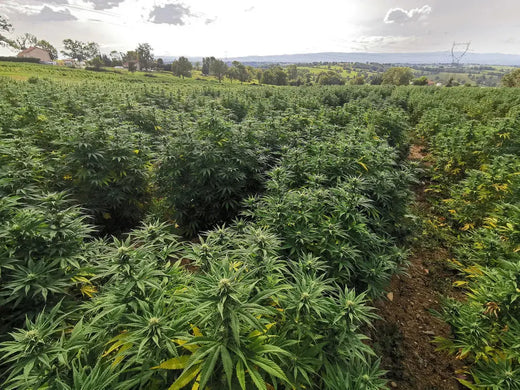 Champ de CBD bio en France