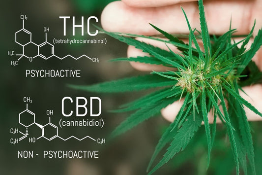 Comment le CBD peut aider à réduire la dépendance au THC ?