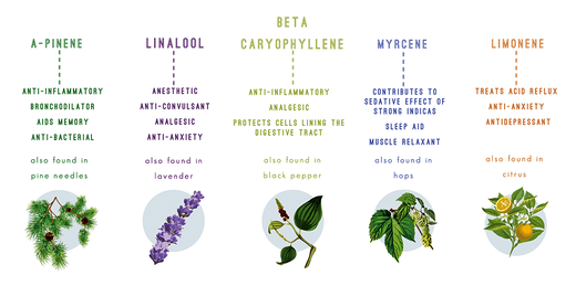 Le rôle des terpènes dans l'effet des fleurs de CBD