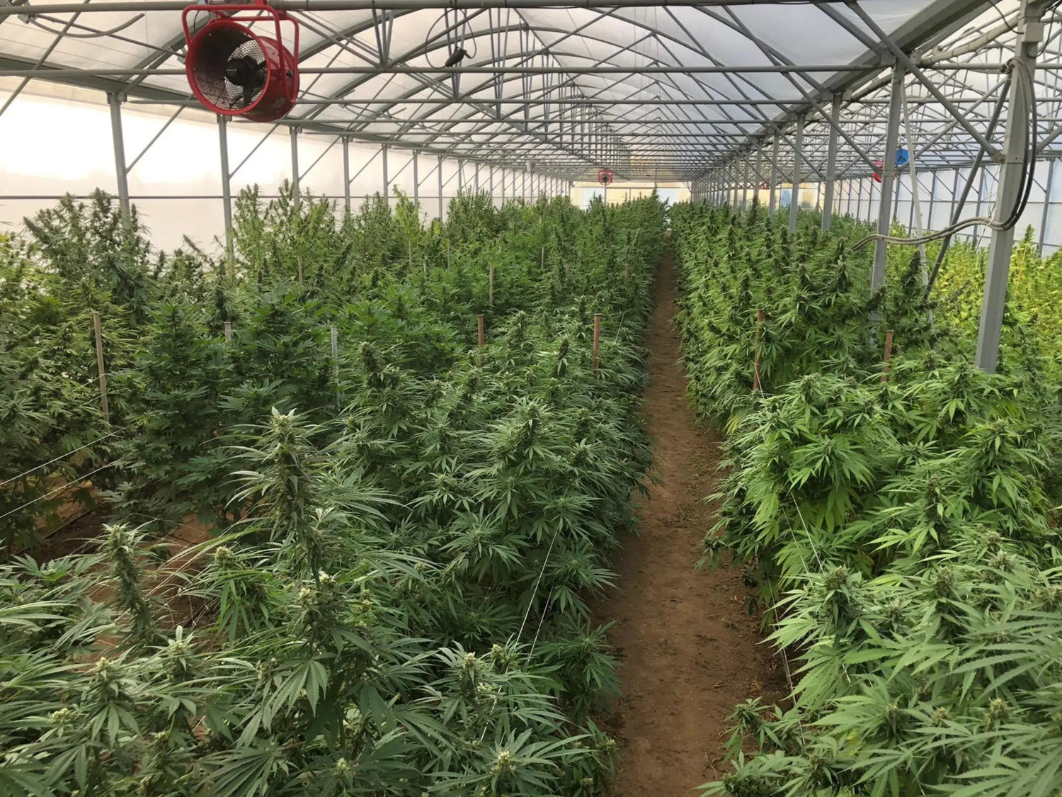 Fleurs de CBD GreenHouse (Cultivées sous serre)