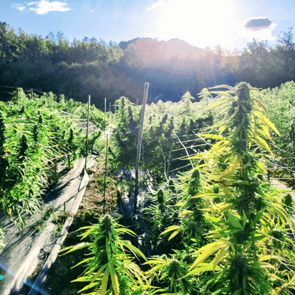 TROPICAL - BIO-CBD-BLÜTE