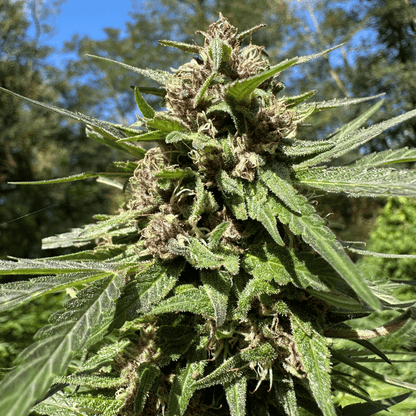 DEEP PURPLE – BIO-CBD-BLÜTE