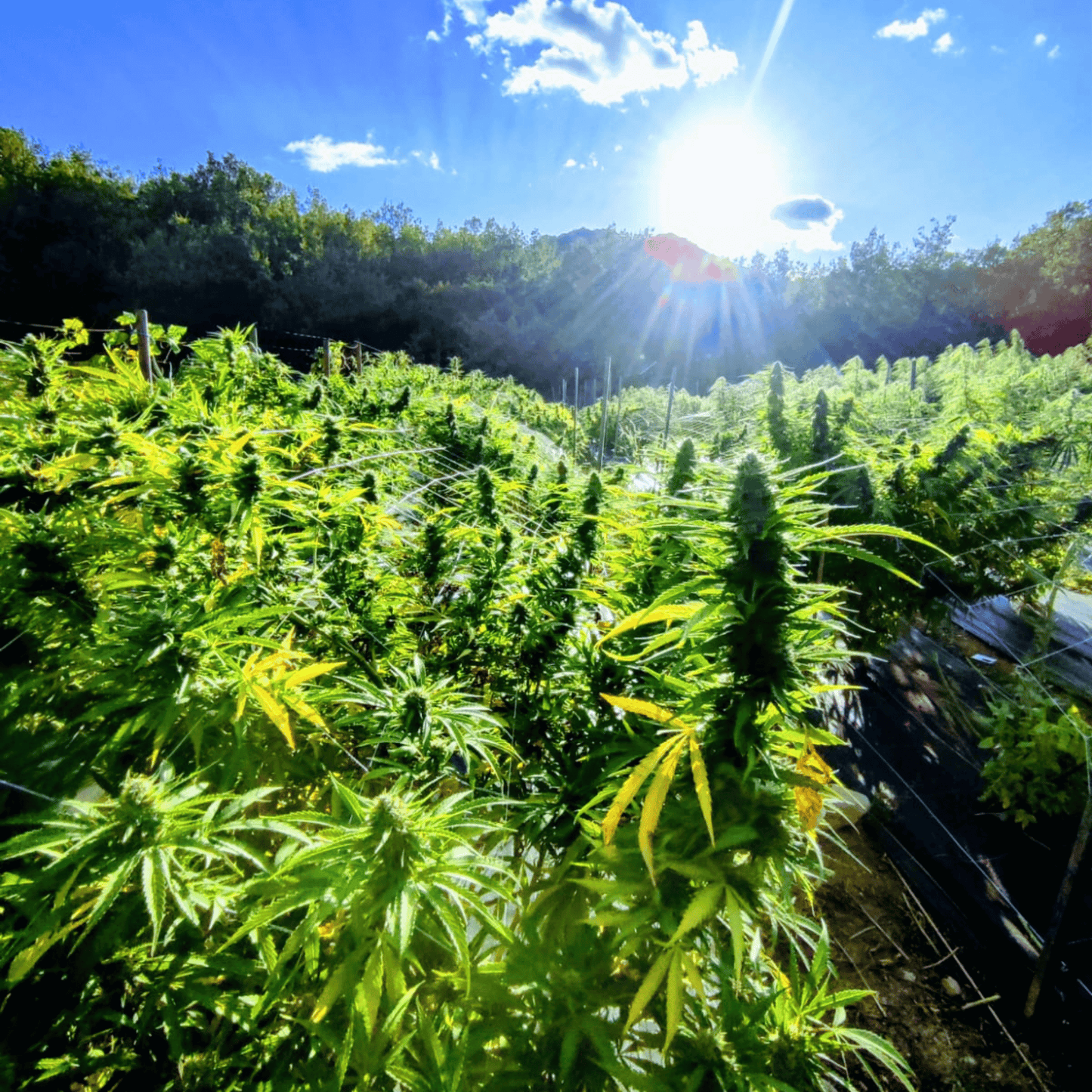 TROPICAL - BIO-CBD-BLÜTE