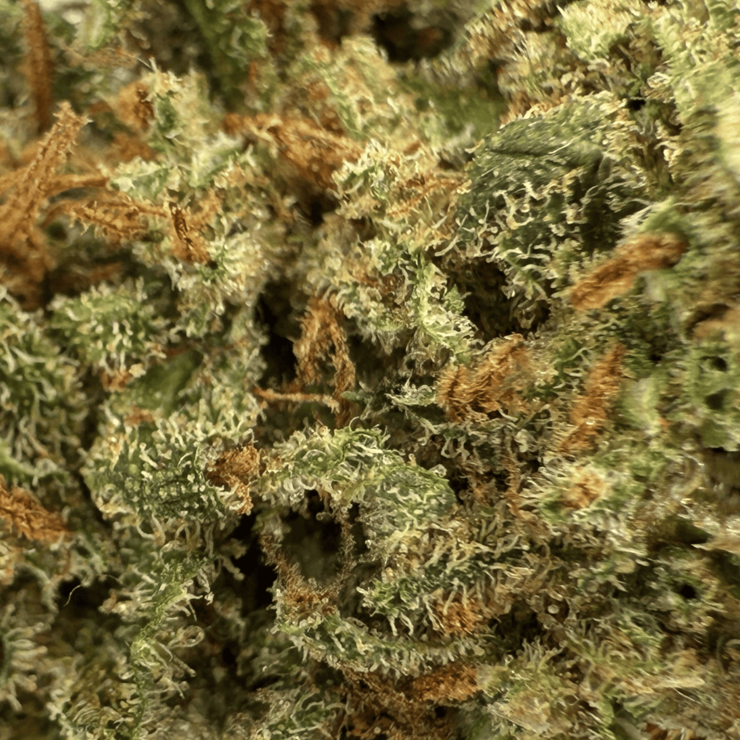 DOUBLE COOKIE – BIO-CBD-BLÜTE