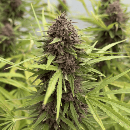 TEMPLE BALL – CBDV-HARZ (BUBBLE HASH)
