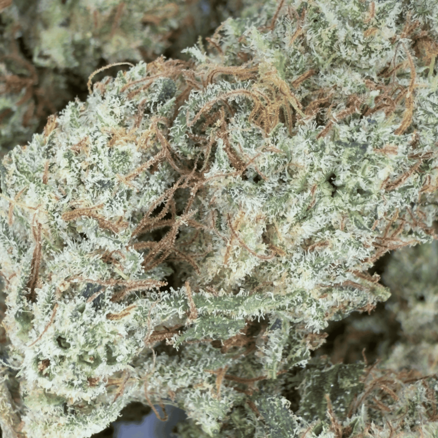 LEMENTOS - BIO-CBD-BLÜTE - LICHTDEP