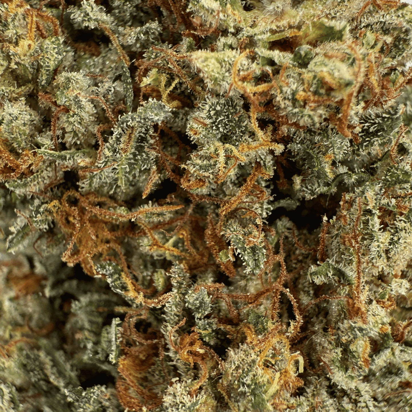 ALLIUM OG – BIO-CBD-BLÜTE – LICHTABTÖNUNG