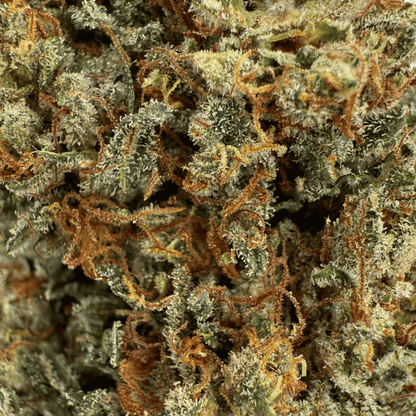 ALLIUM OG – BIO-CBD-BLÜTE – LICHTABTÖNUNG