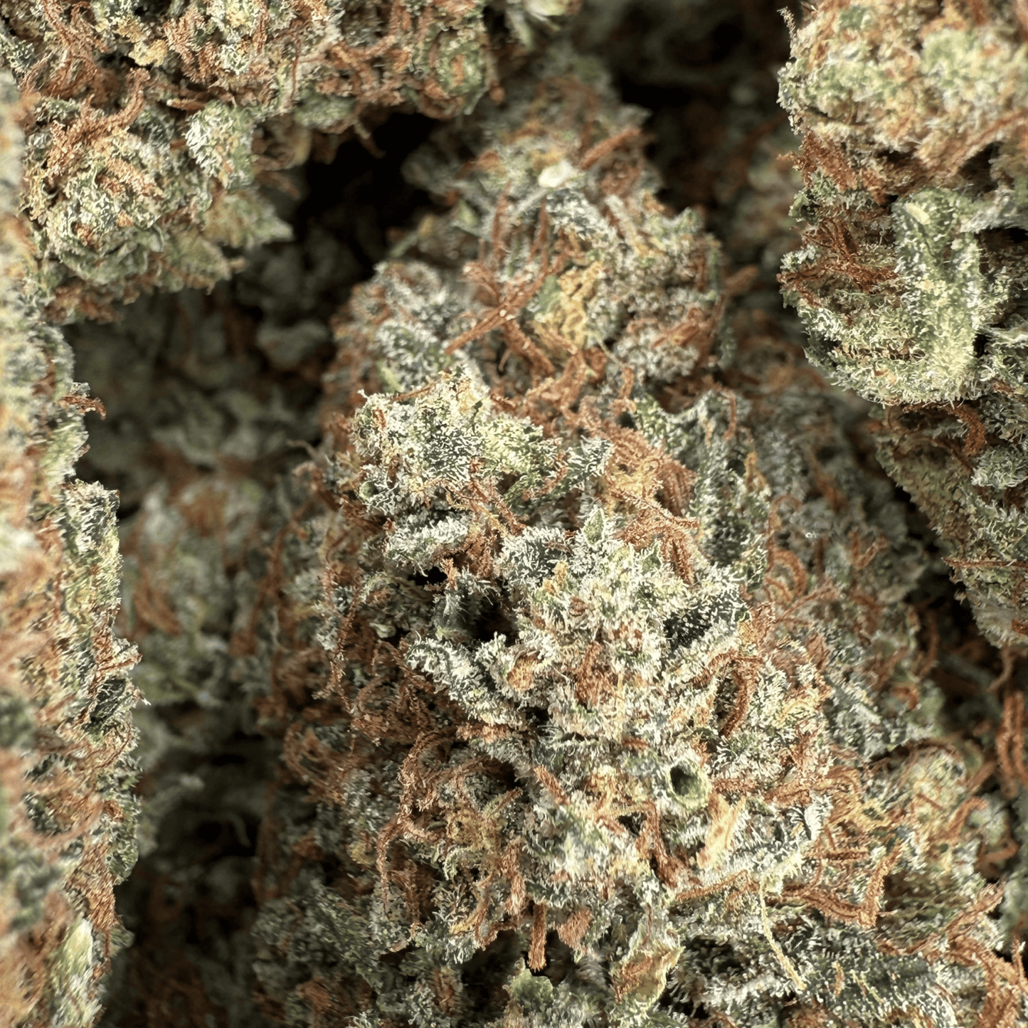 ALLIUM OG – BIO-CBD-BLÜTE – LICHTABTÖNUNG