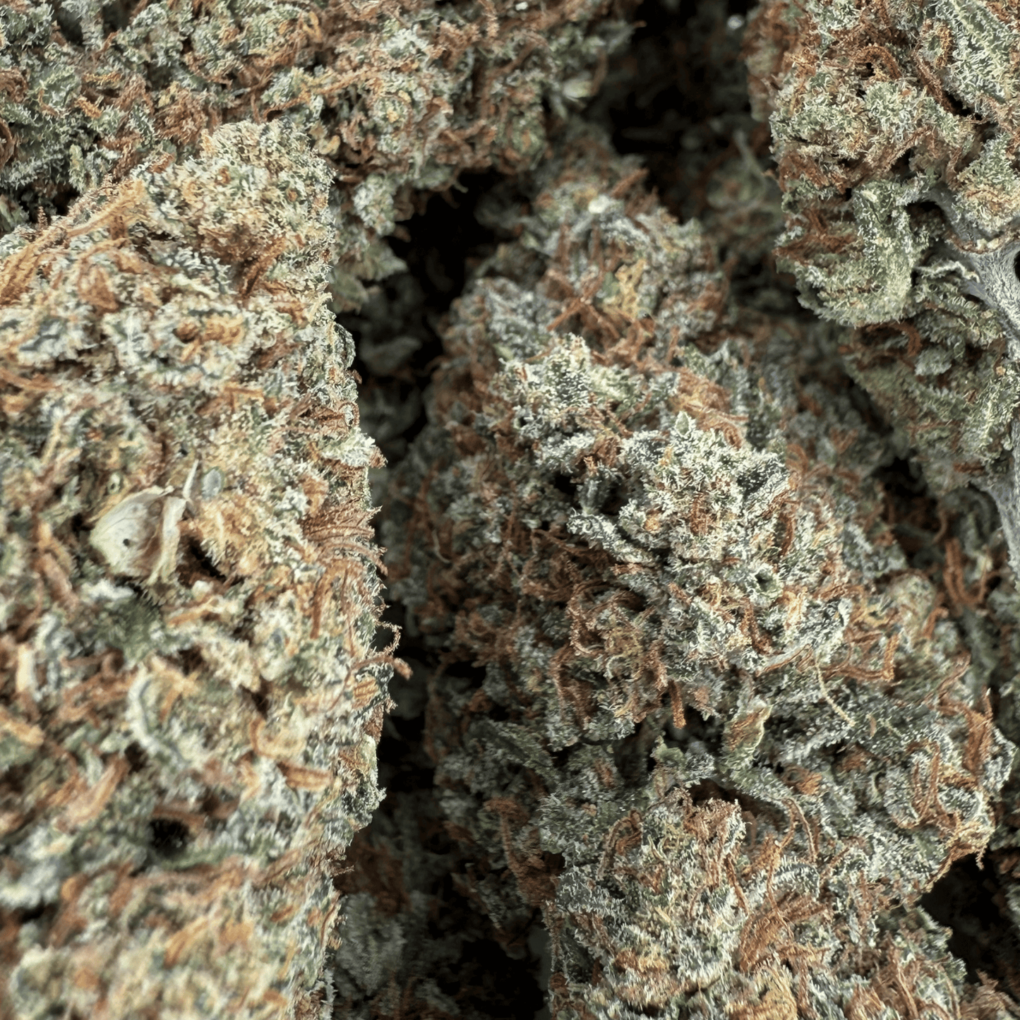ALLIUM OG – BIO-CBD-BLÜTE – LICHTABTÖNUNG