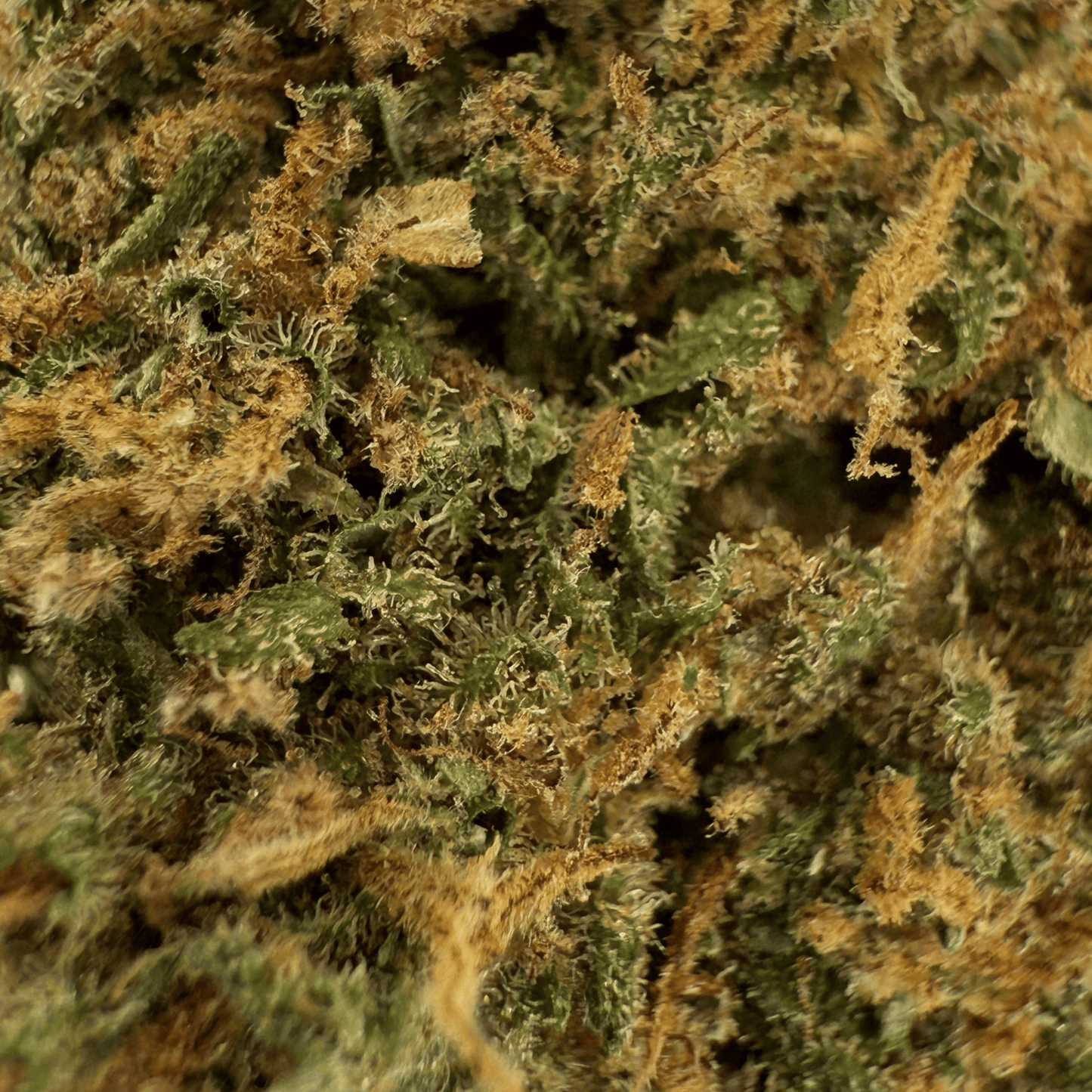 AMNESIA – BIO-CBD-BLÜTE