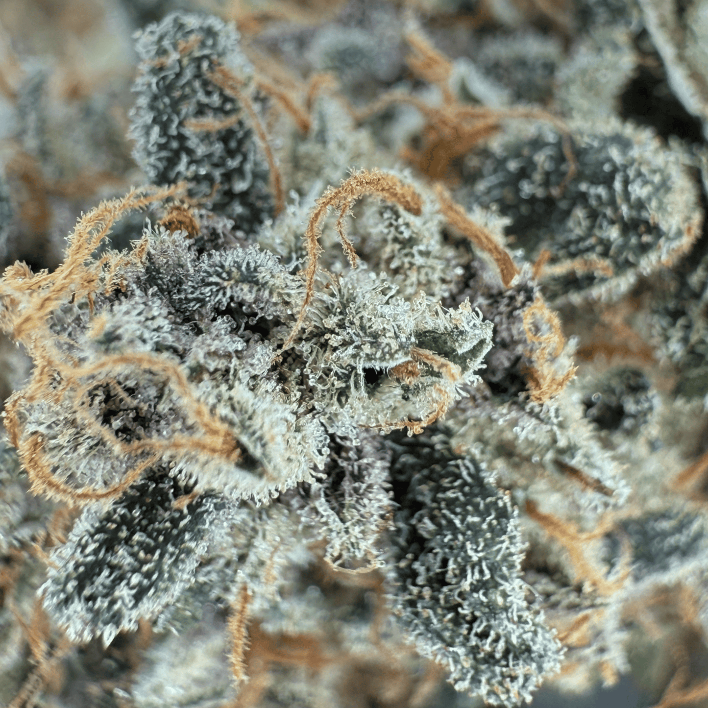 BANANA YAK - CBD BLÜTE - INDOOR