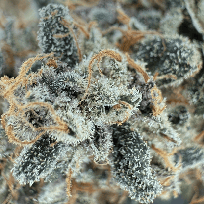 BANANA YAK - CBD BLÜTE - INDOOR
