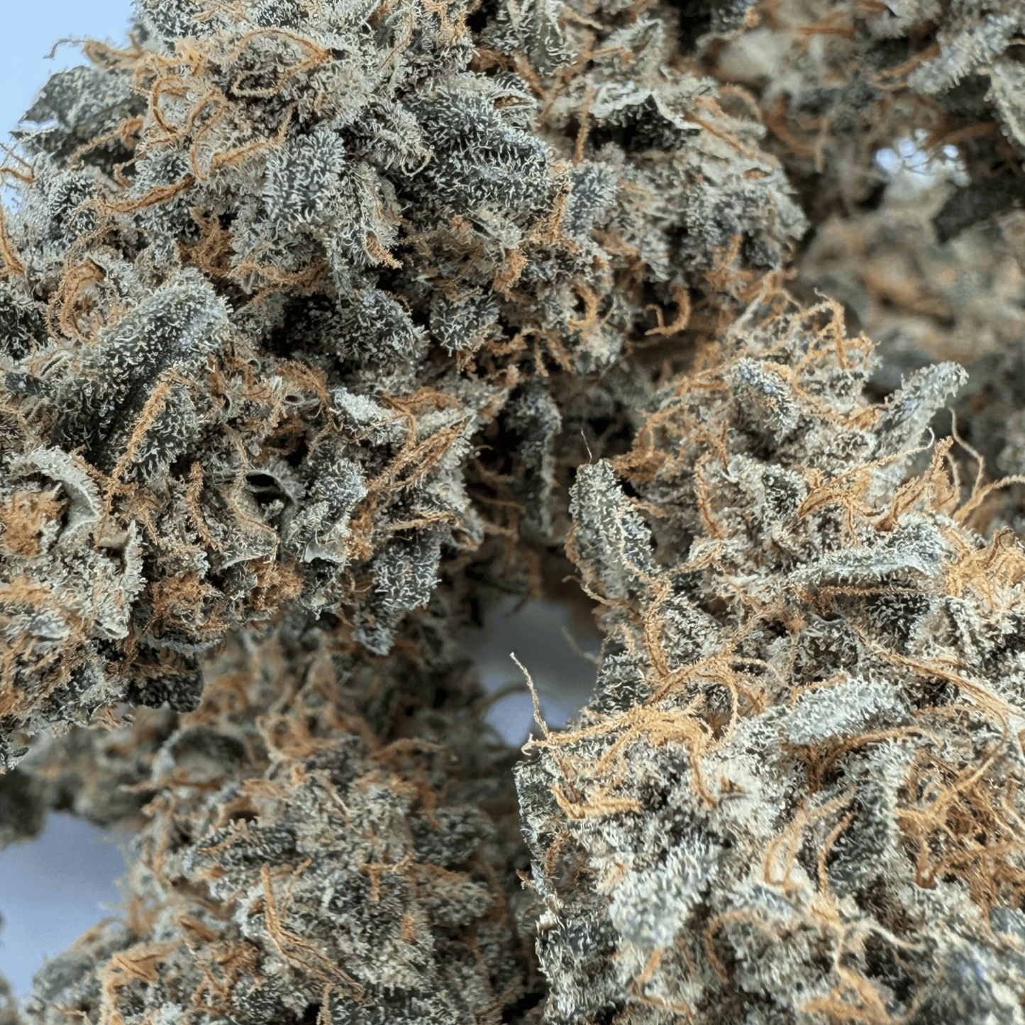 BANANA YAK - CBD BLÜTE - INDOOR