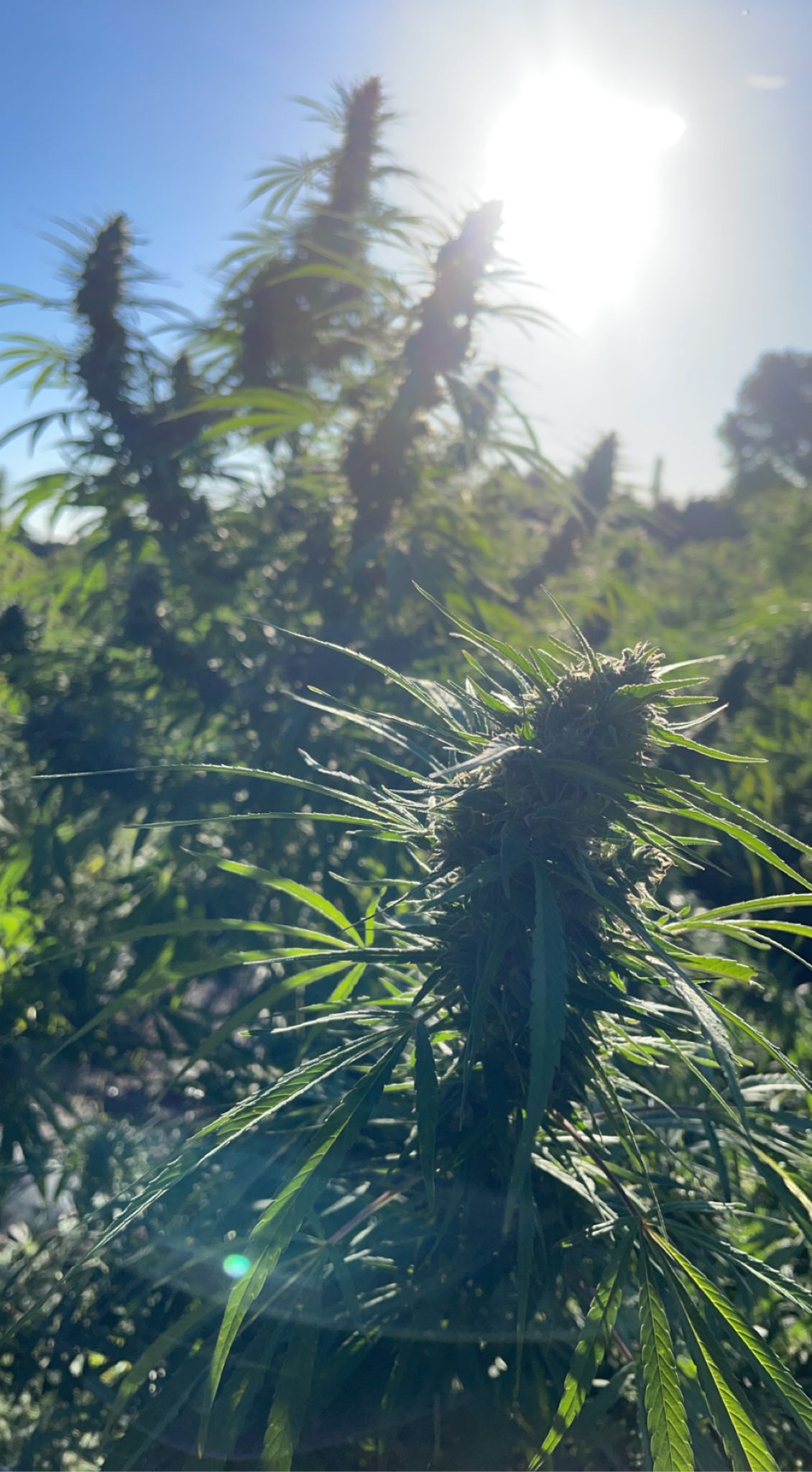 chanvre cultivé plein champ