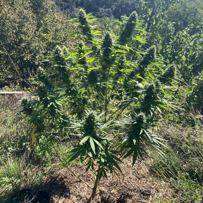 SKUNK DREAM - FLEUR DE CBD BIO CannaBaba