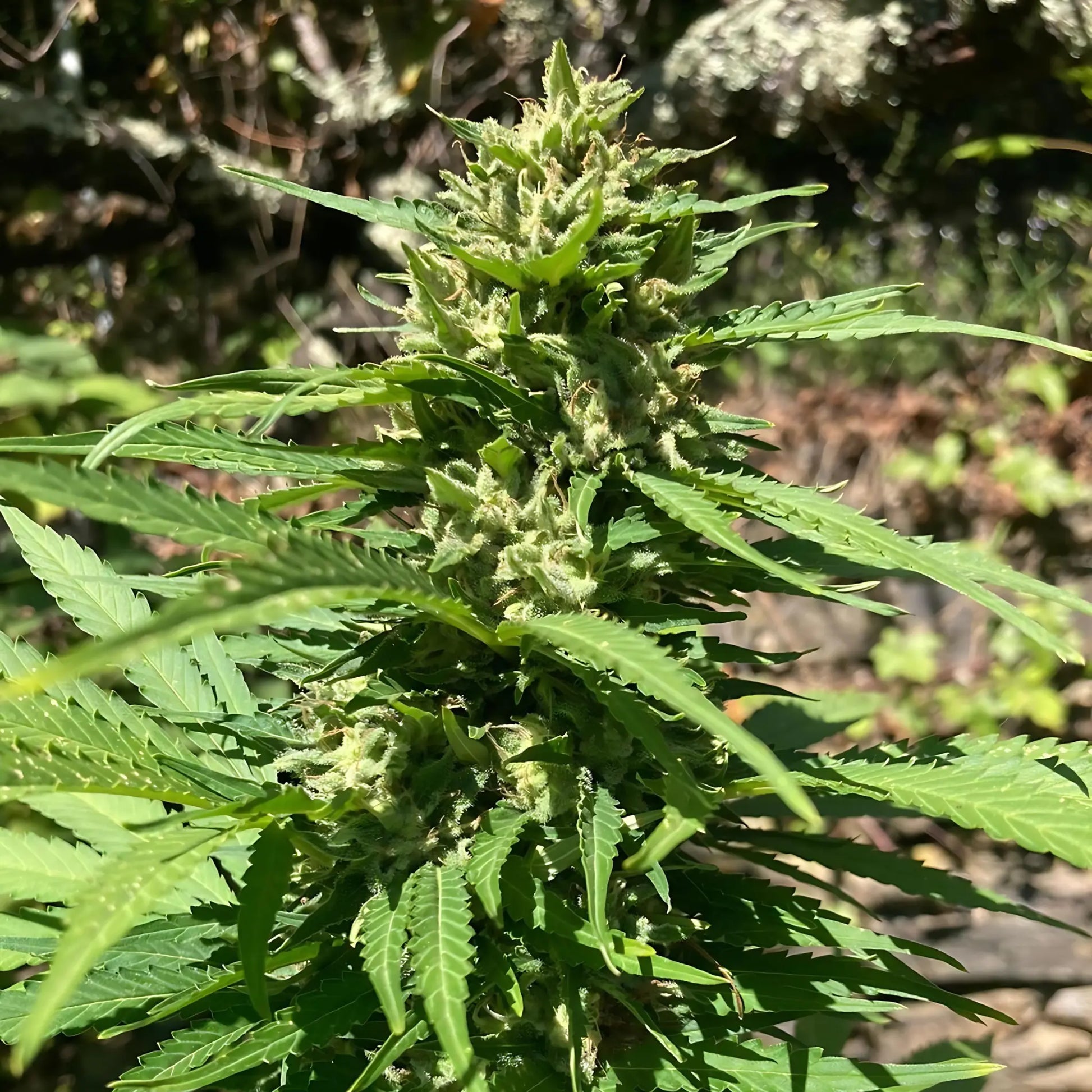 SKUNK DREAM - FLEUR DE CBD BIO CannaBaba
