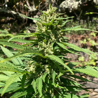 SKUNK DREAM - FLEUR DE CBD BIO CannaBaba
