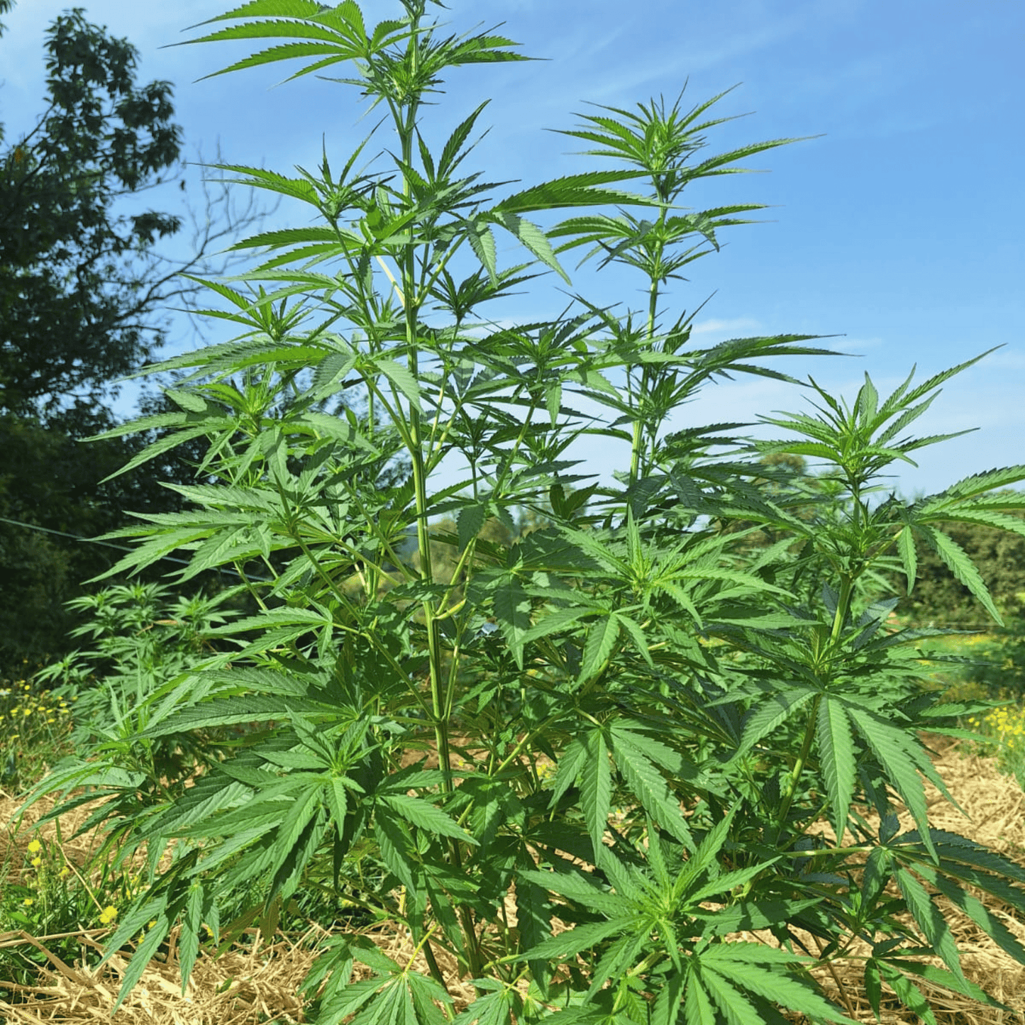 LEGENDARY PLATINUM OG – BIO-CBD-BLÜTE