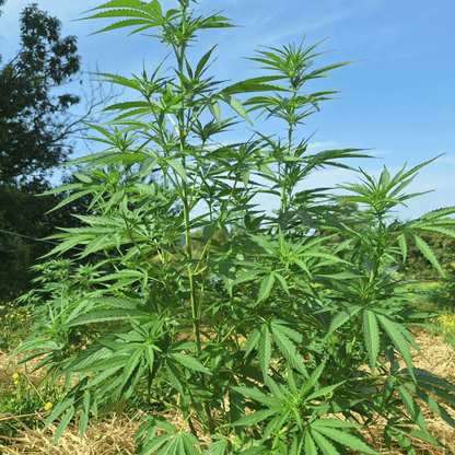 LEGENDARY PLATINUM OG – BIO-CBD-BLÜTE
