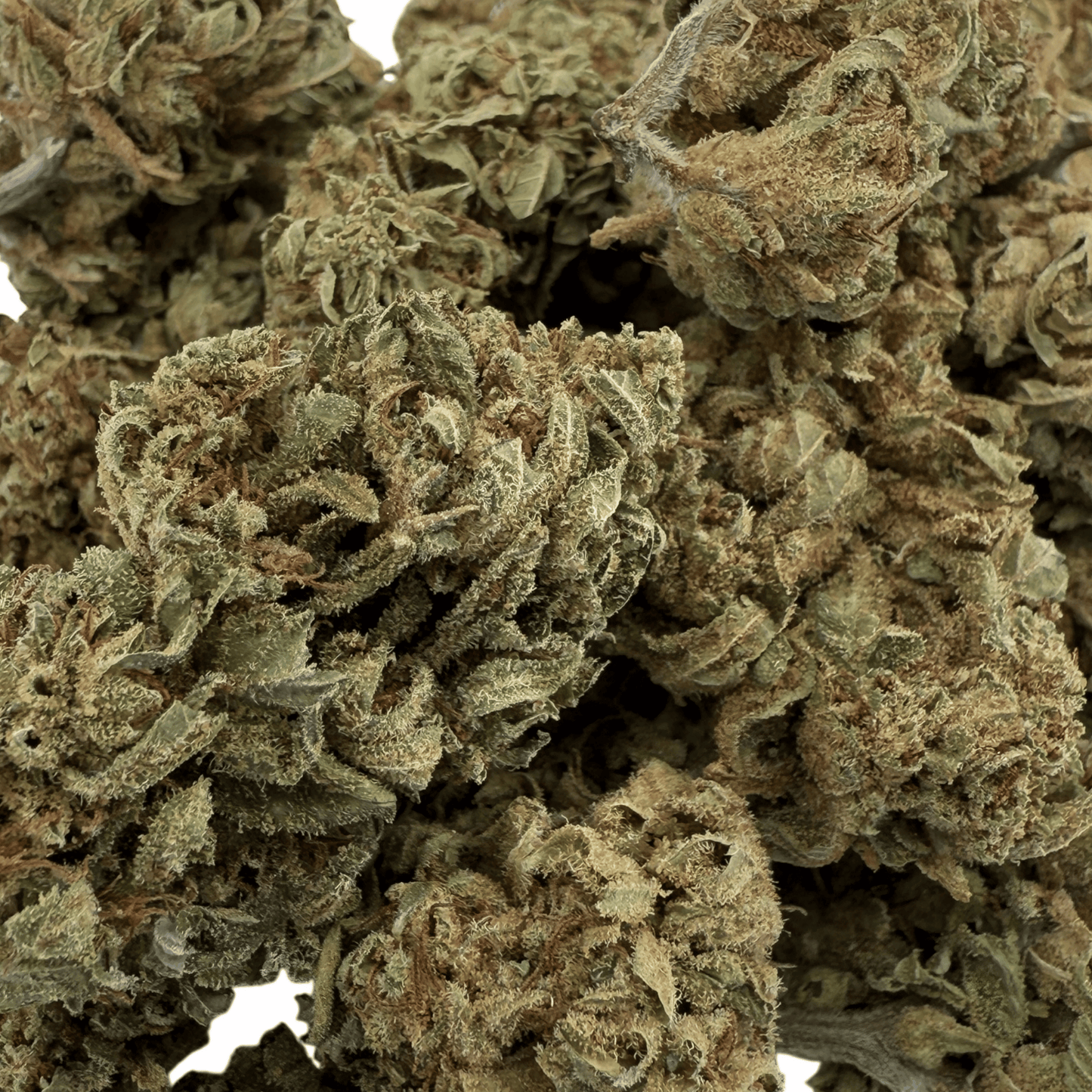GELATO – BIO-CBD-BLÜTE