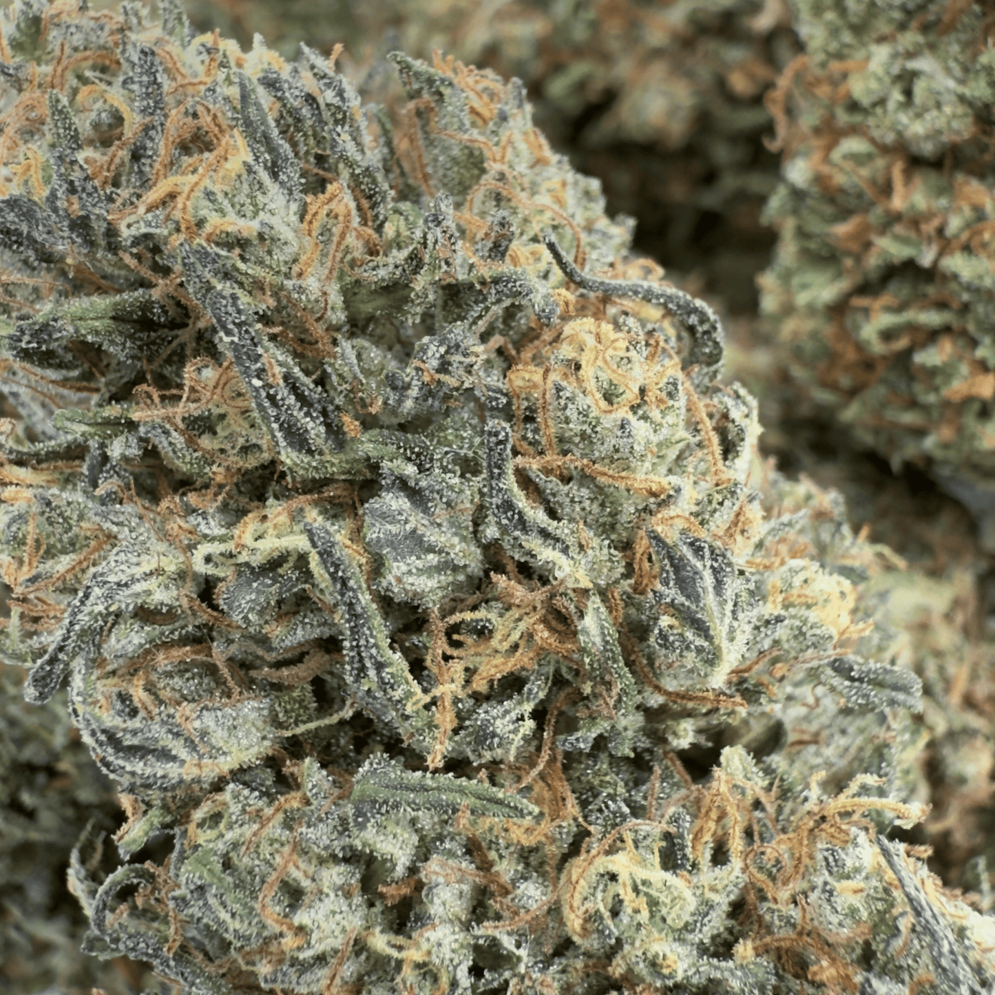 ZIEGENBUTTER - BIO-CBD-BLÜTE - LEICHTE TIEFE