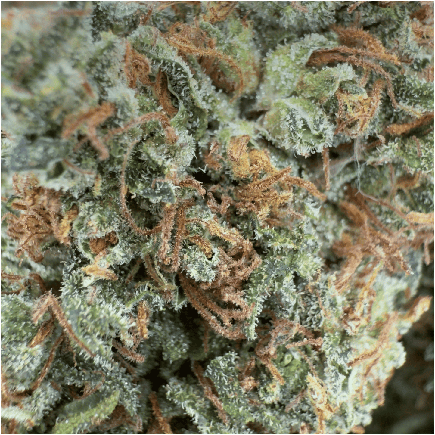 ZIEGENBUTTER - BIO-CBD-BLÜTE - LEICHTE TIEFE