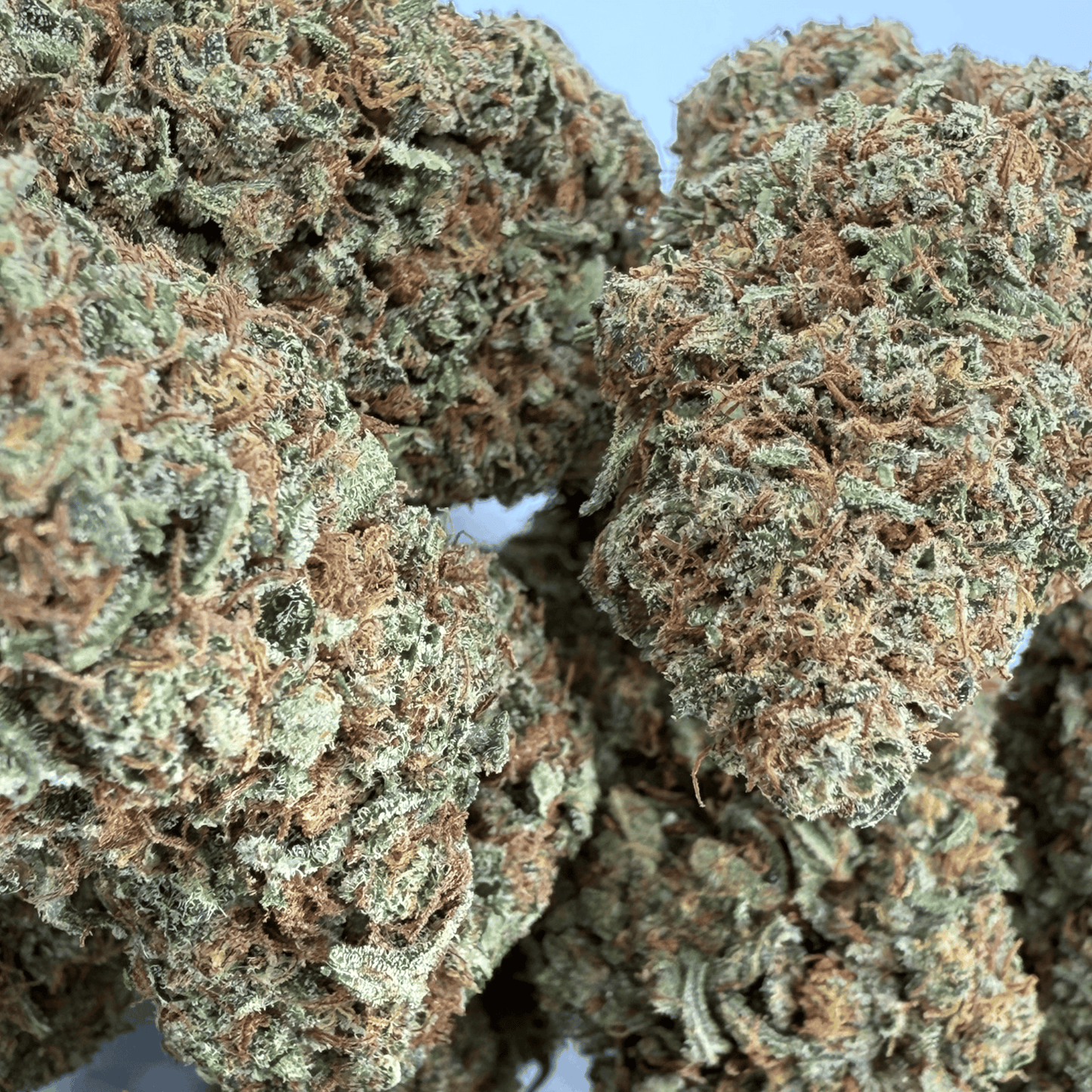 GODFATHER OG – BIO-CBD-BLÜTE – LICHTABILITÄT
