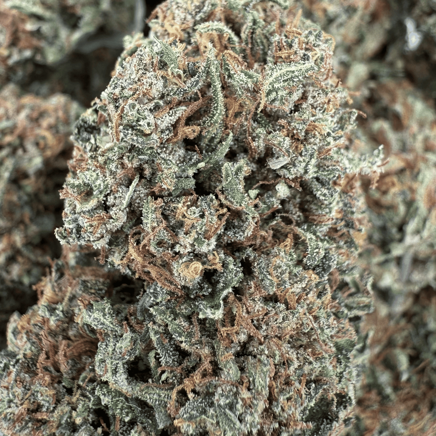 GODFATHER OG – BIO-CBD-BLÜTE – LICHTABILITÄT
