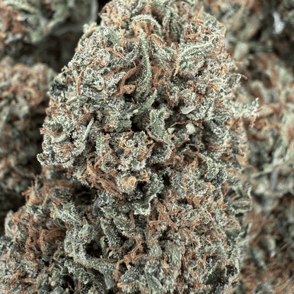 GODFATHER OG – BIO-CBD-BLÜTE – LICHTABILITÄT