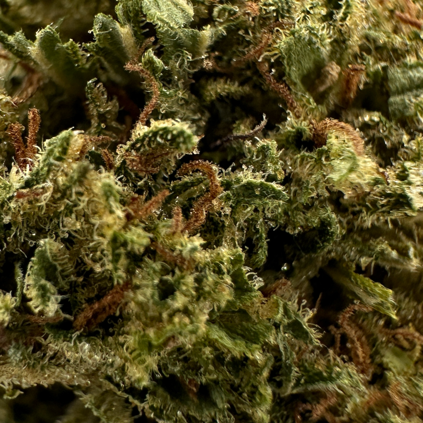 GOLDEN KUSH – BIO-CBD-BLUME