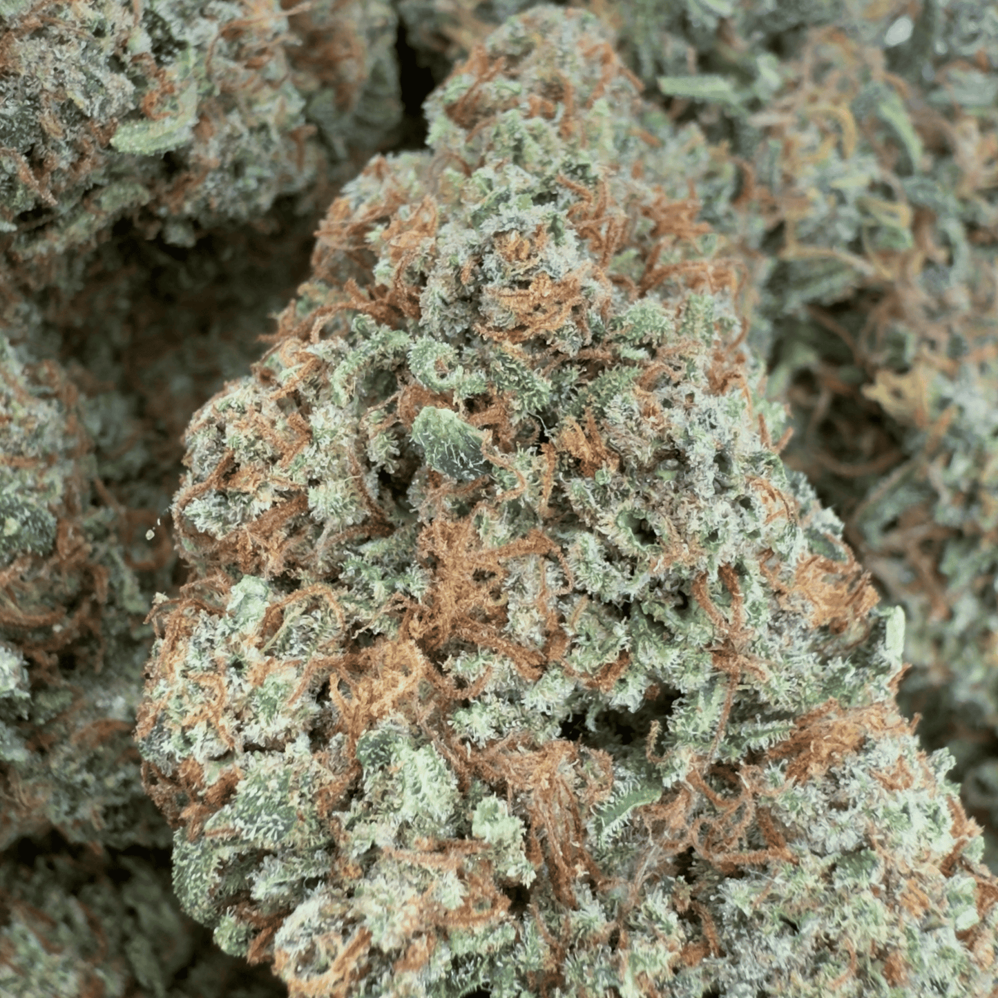 GOLDEN ORIENT – BIO-CBD-BLÜTE – LICHTABILITÄT