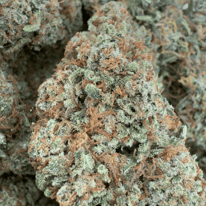 GOLDEN ORIENT – BIO-CBD-BLÜTE – LICHTABILITÄT