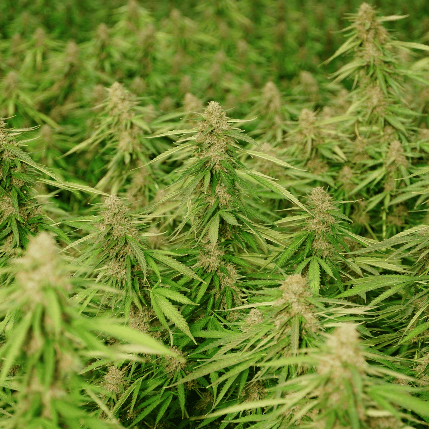 VANILLA KUSH – KLEINE BIO-CBD-BLÜTE